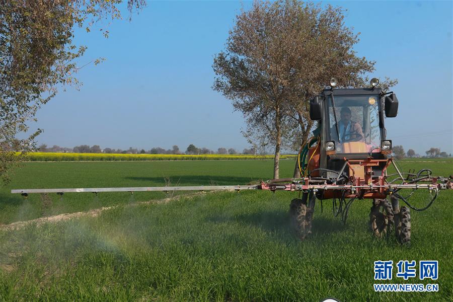 新华网：印度北部蝗灾肆虐