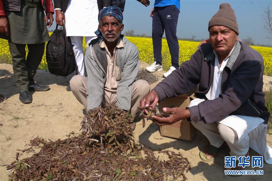 新华网：印度北部蝗灾肆虐
