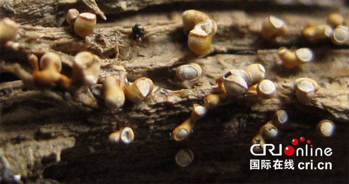 世界上第一个为黏菌新种定名的中国人——李玉_fororder_鹿角高杯菌-食药用菌教育部工程研究中心-供图