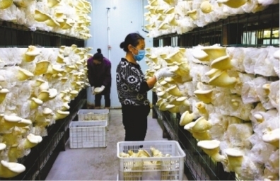 凤城小蘑菇长成大产业