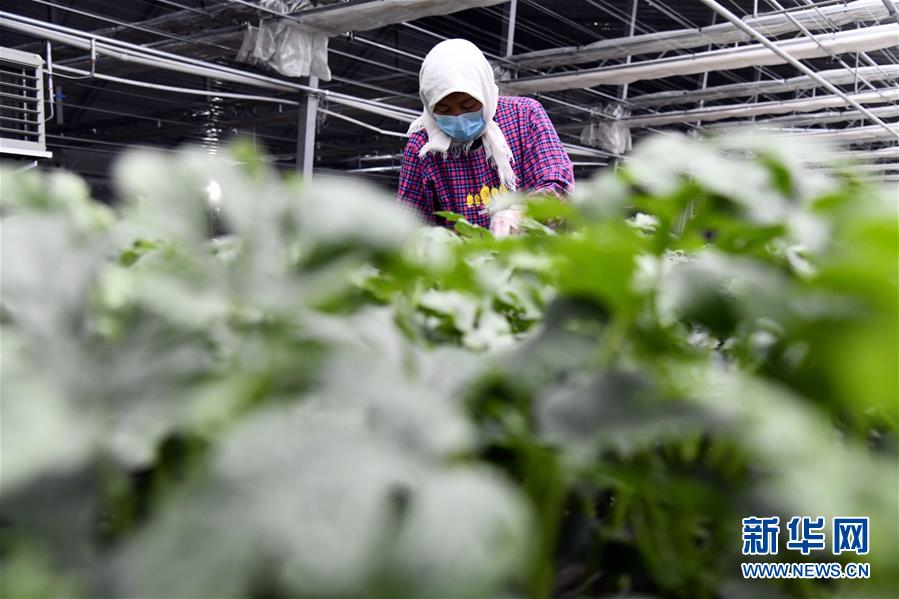 新华网@别样的春耕——来自农业大省山东的春耕备耕见闻