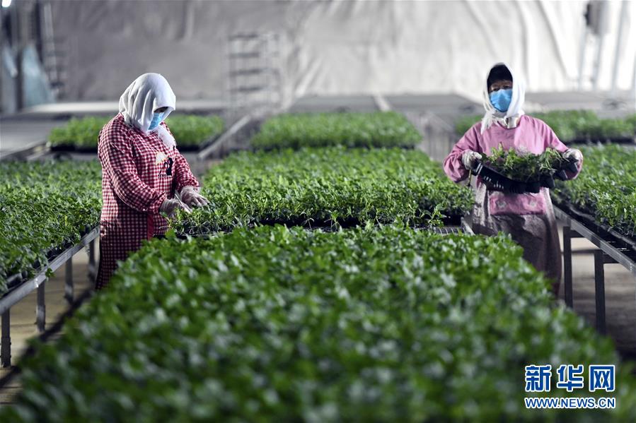 新华网@别样的春耕——来自农业大省山东的春耕备耕见闻