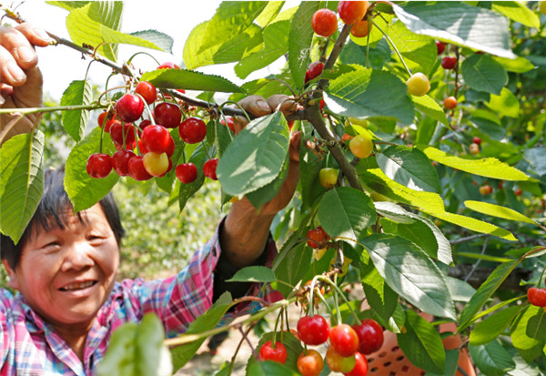 Cherry Leads Way in Poverty Fight in Chengcheng County