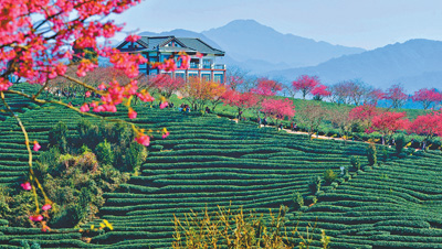 福建省でサクラが見頃に