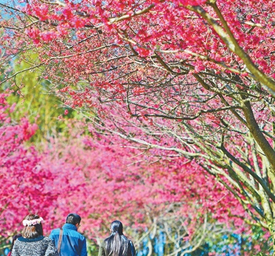 福建省でサクラが見頃に