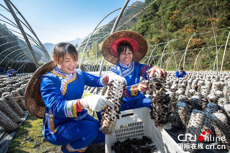 贵州黔东南天柱：菌菇丰收 村民采摘忙