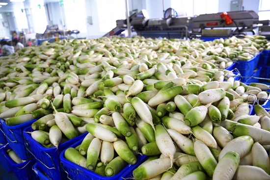 贵州毕节七星关：10万斤白萝卜销往阿联酋迪拜