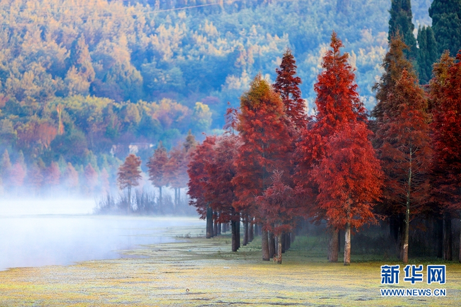 “飛閱”昆明水杉林：一抹緋紅扮靚春城