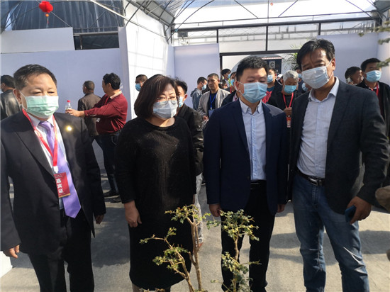 2020年第二届江苏盆景精品展在扬州江都开展