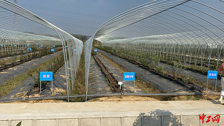 【共舞长江经济带·看高质量发展】南京溧水白马镇:高新科技助力农业高质量发展
