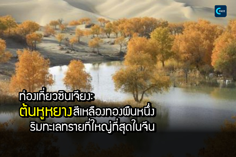 ท่องเที่ยวซินเจียง: ต้นหูหยางสีเหลืองทองผืนหนึ่งริมทะเลทรายที่ใหญ่ที่สุดในจีน
