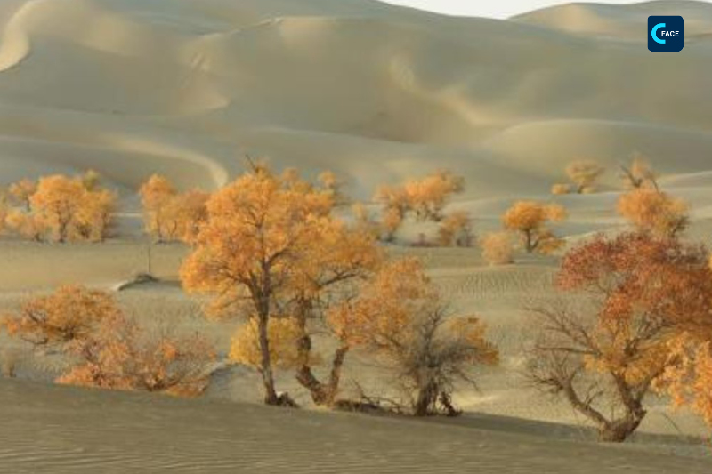 ท่องเที่ยวซินเจียง: ต้นหูหยางสีเหลืองทองผืนหนึ่งริมทะเลทรายที่ใหญ่ที่สุดในจีน