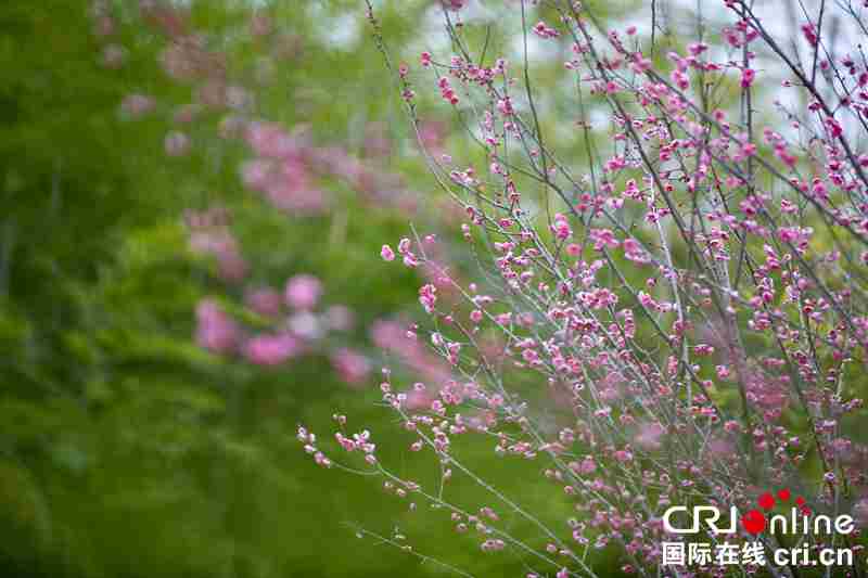 贵州毕节：梅花迎春开（组图）