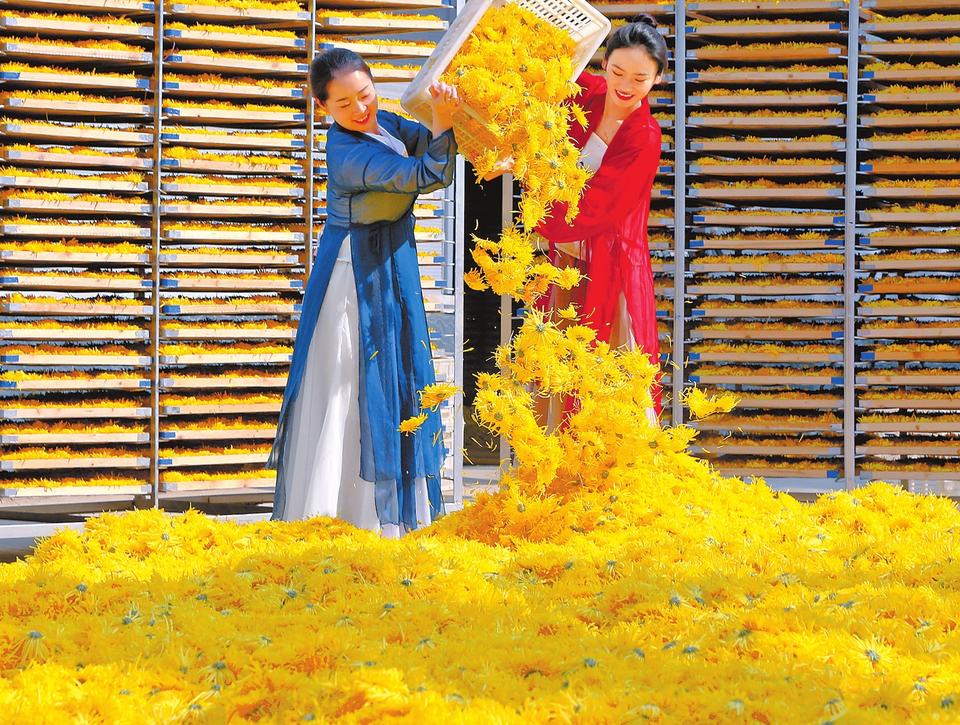 商丘市宁陵县:金丝菊里有“黄金”