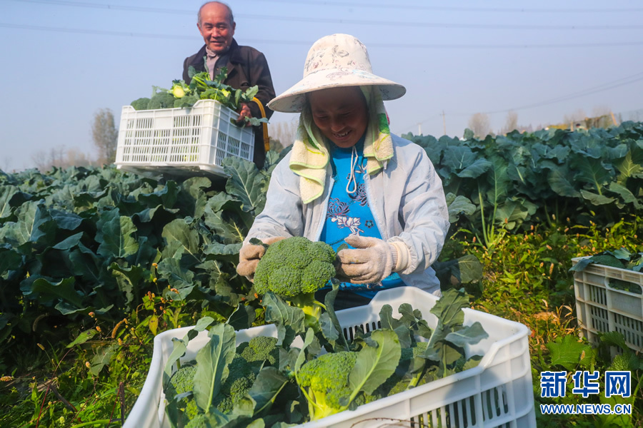 河南光山：特色蔬菜种植富乡亲