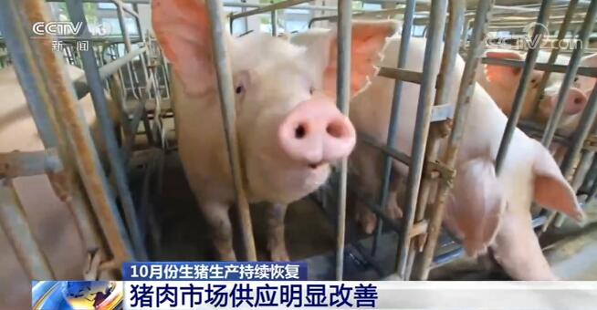 10月生猪生产持续恢复 猪肉市场供应明显改善