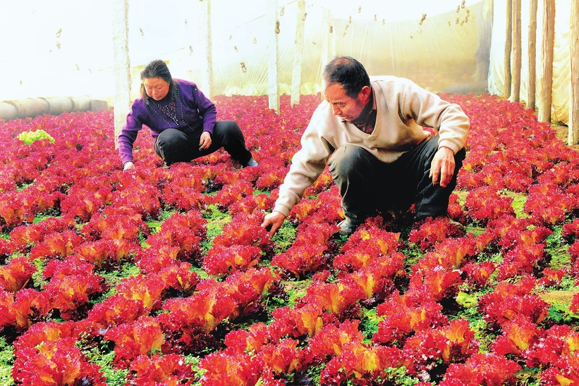 珲春市大力发展高效设施农业  实现了农民增收