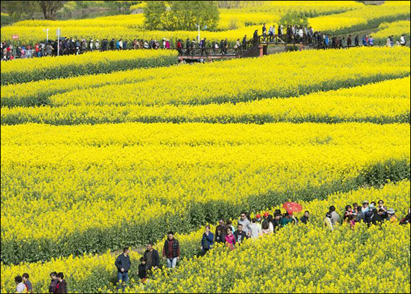 图片默认标题_fororder_油菜花3