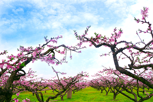 浙江天台四景区获省级示范型“放心景区”称号 浙江天台四景区获省级示范型“放心景区”称号