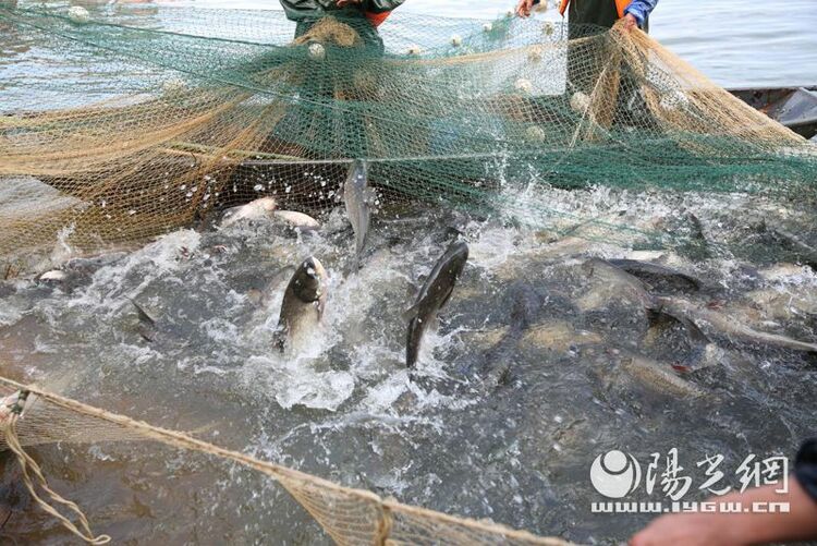 1条鱼8800元“秦水湾”生态鱼首网4.5万斤售罄