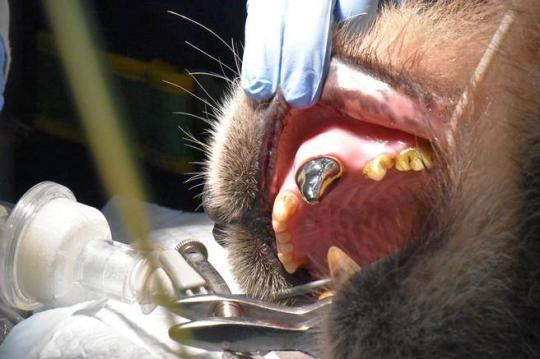 大熊猫装牙套首例 牙齿断裂  台北动物园大熊猫“团团”装上了钛金属牙套
