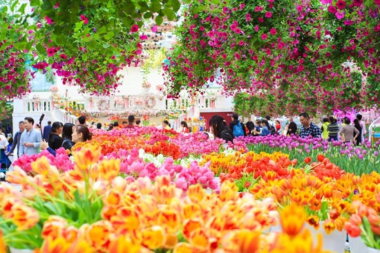 首届中国郁金香花博秀在广州百万葵园举行