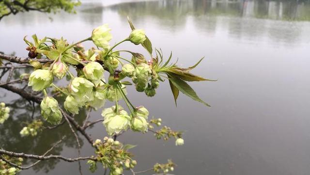 图片默认标题_fororder_2