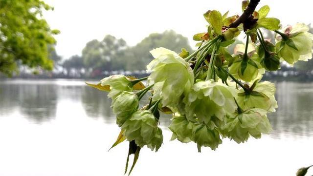 图片默认标题_fororder_1