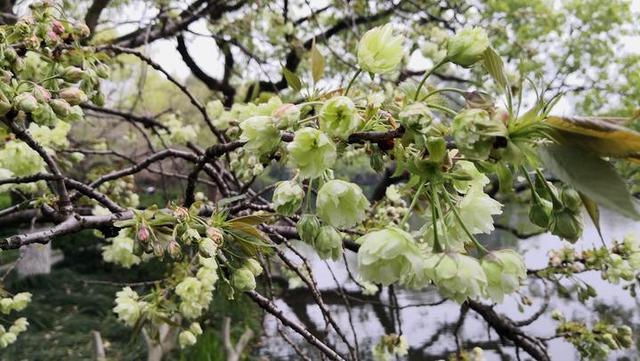 图片默认标题_fororder_4