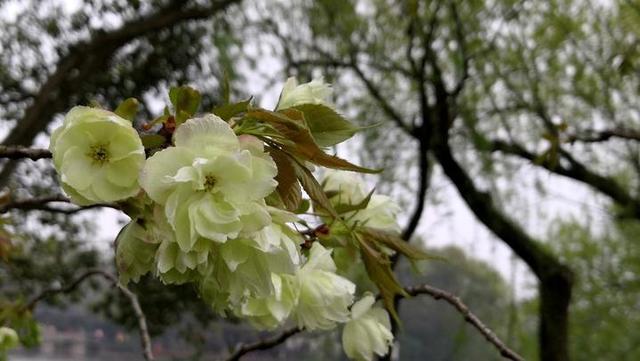 图片默认标题_fororder_3