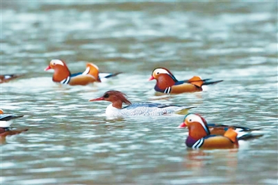 汉中市西乡牧马河湿地迎来成群迁徙候鸟