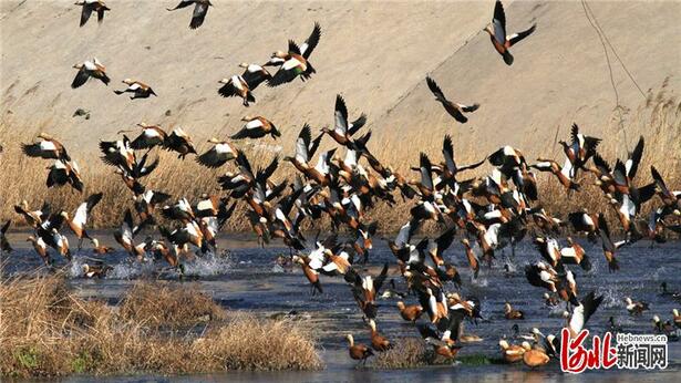 河北张家口：候鸟翔集洋河湿地
