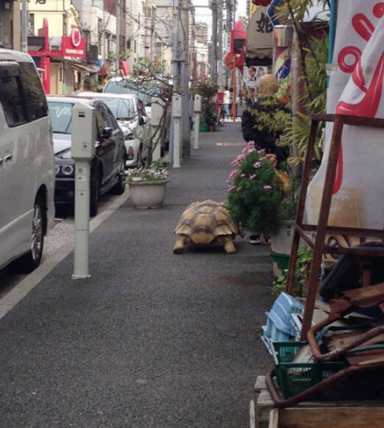 日本现真人版龟仙人每日带巨龟街头散步-