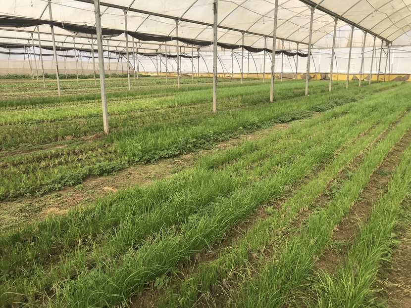 Cơ sở rau củ quả Trung Quốc ở miền Nam I-xra-en “sản xuất” theo nhu cầu người châu Á