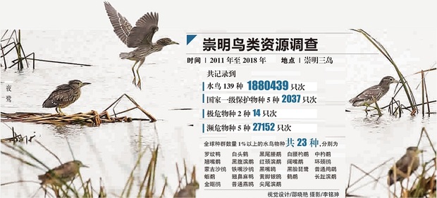 冬季到上海来看鸟：在横沙东滩 我们第一次捕捉到疣鼻天鹅“宝宝”的影像