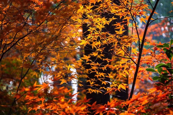 冬至已过秋景仍在 来看一波共青森林公园本年度“最后的秋色”