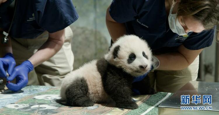 旅美大熊猫幼崽获名“小奇迹”