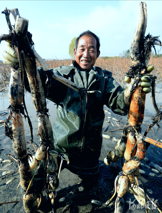 河北邱县：特色种植助农增收