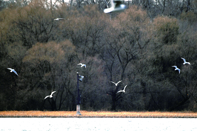 长春南湖公园迎新客  美丽候鸟来栖息