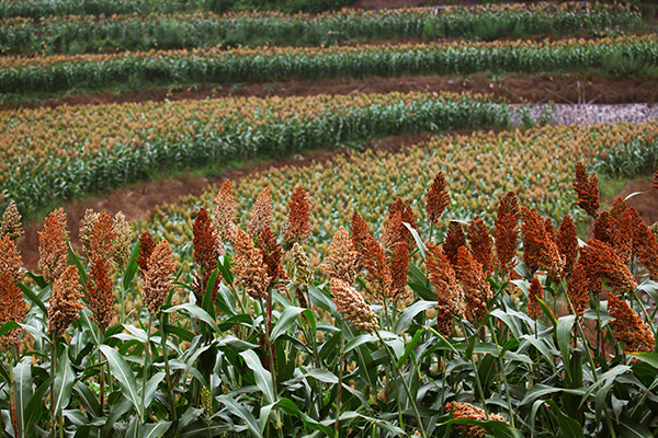 图片默认标题_fororder_红彤彤的高粱