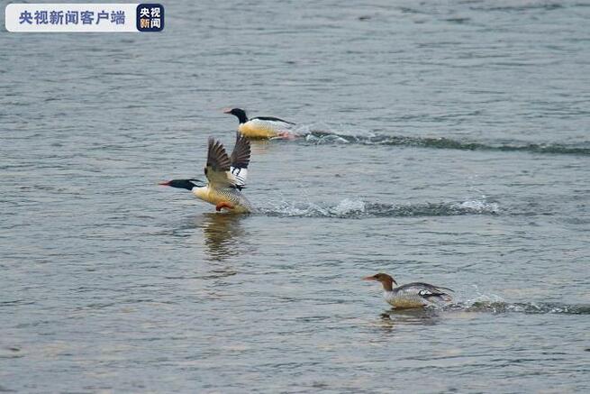 「鳥の世界のジャイアントパンダ」コウライアイサ再び現る