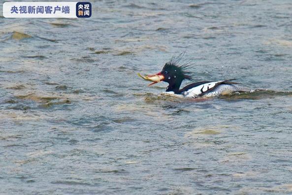 「鳥の世界のジャイアントパンダ」コウライアイサ再び現る