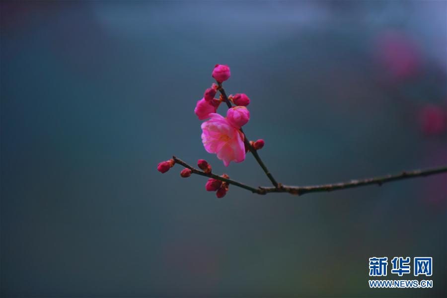 暗香浮“冬”