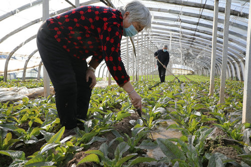 平顶山鲁山县张良镇:不误农时有序赶种 自发捐菜支援抗疫一线