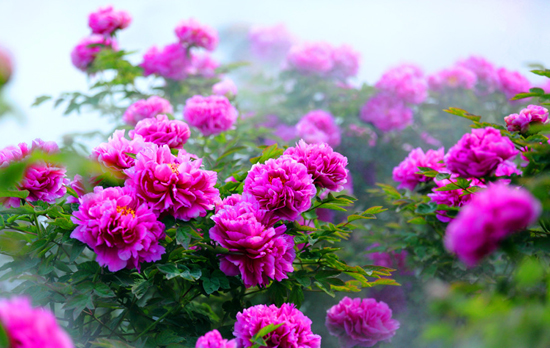 Luoyang Peonies Bloom on Flower Expo