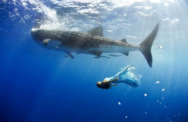 澳摄影师海底拍摄美女与鲨鱼同游合照