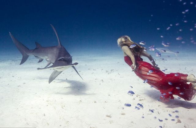 澳摄影师海底拍摄美女与鲨鱼同游合照