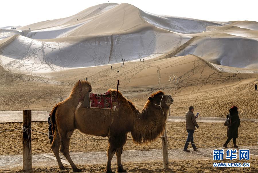 新疆鄯善:沙漠“披纱”引客来 新疆鄯善:沙漠“披纱”引客来