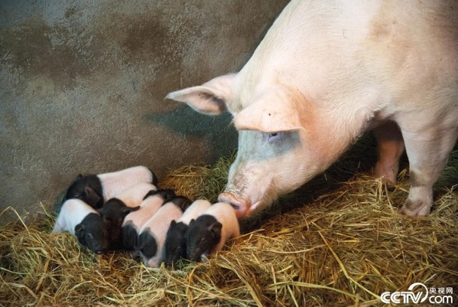 11匹のクローン豚が誕生＝浙江金華