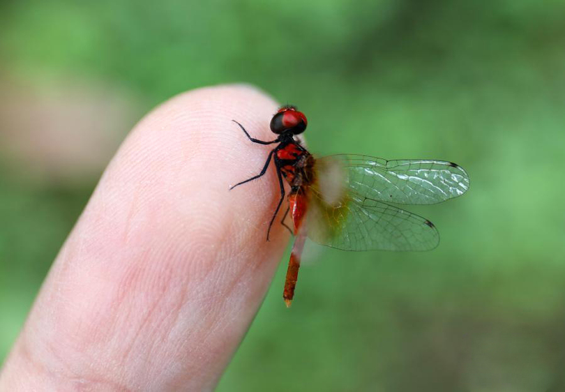 จีนพบแมลงปอเล็กสุดในโลก